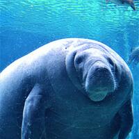 Manatees Enjoy our Warm Water Too