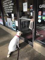 A lesson from my Dog, a Pak Mail Store, McDonalds and Cracker Jacks.