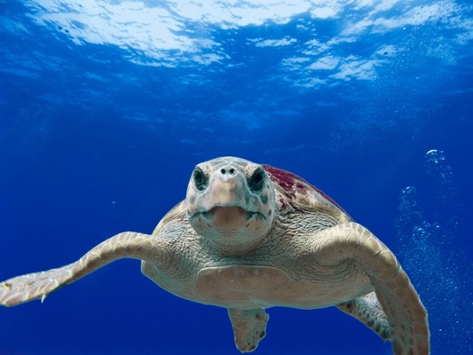 Florida Beaches are Home to the Sea Turtles